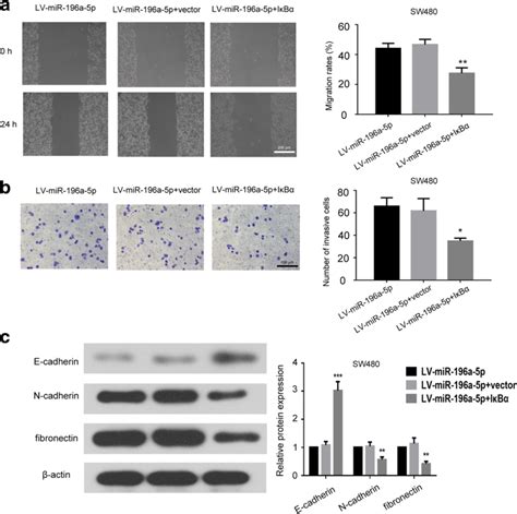 MiR 196a 5p Promoted The Migration Invasion And EMT Of CRC Cells Via