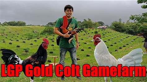 Lets Visit The Farm Of Lgp Gold Colt Gamefarm Youtube