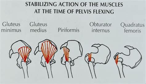 Understanding Hip Rotation And Abduction