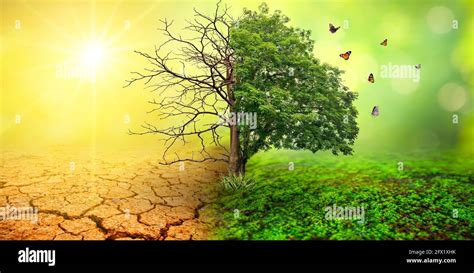 tree in two with very different environments Earth Day or World ...