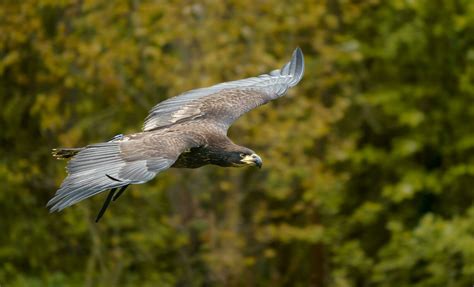 Bald eagle flying 24707559 Stock Photo at Vecteezy