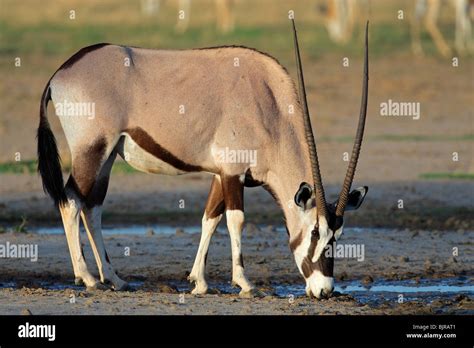 Gemsbok Antelope Oryx Gazella Drinking Water Kgalagadi Transfrontier