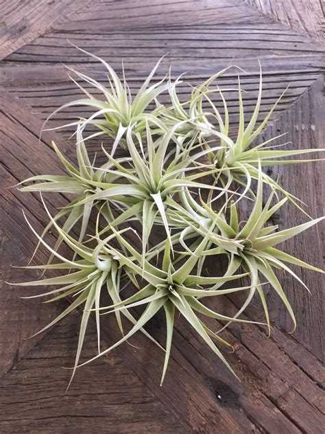 Stunning Photos Featuring Varieties And Types Of Air Plants