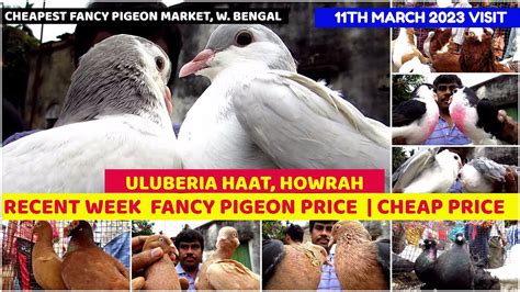 Uluberia Pigeon Market West Bengal Recent Fancy Pigeon Price Update