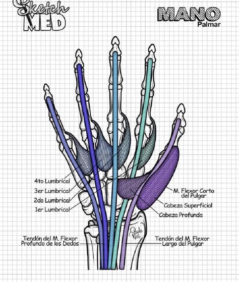 Pin de Dafhnehernandes en Medicina 2 Anatomía médica Libros de