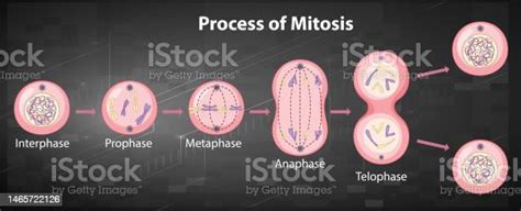 Vetores De Processo De Fases De Mitose Com Explicações E Mais Imagens