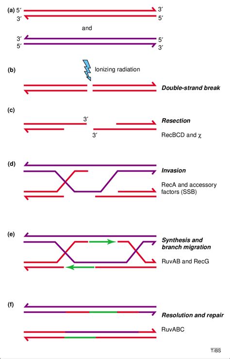 Model For The Repair Of Double Strand Breaks Dsbs In Escherichia