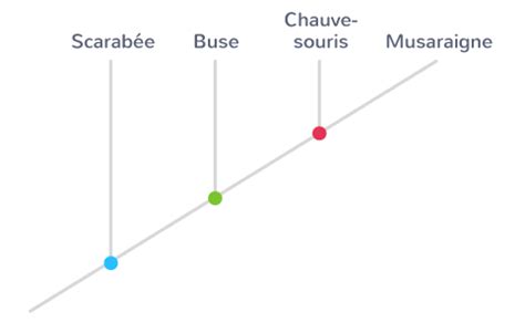 Lire Un Arbre Phylog N Tique Tle Exercice De Connaissances Svt