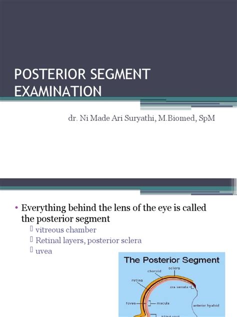 Anterior And Posterior Segment Of The Eye