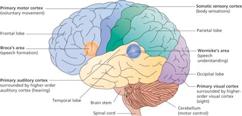 Brain Figures