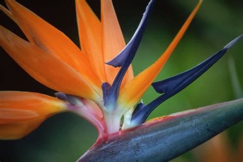 12 Tropical Plants For Growing Indoors