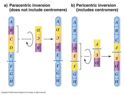 Chromosome Inversions Radiation Causes Double Strand Breaks In A