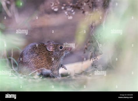 Hispid Cotton Rat Sigmodon Hispidus Guatemala Stock Photo Alamy