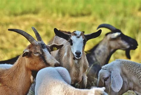 Alimentación Cabras Suplementos Para Cabras Dadelos Agrícola