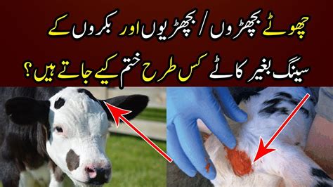 Dehorning The Calves How To Dehorn The Calves Dehorning Dairy