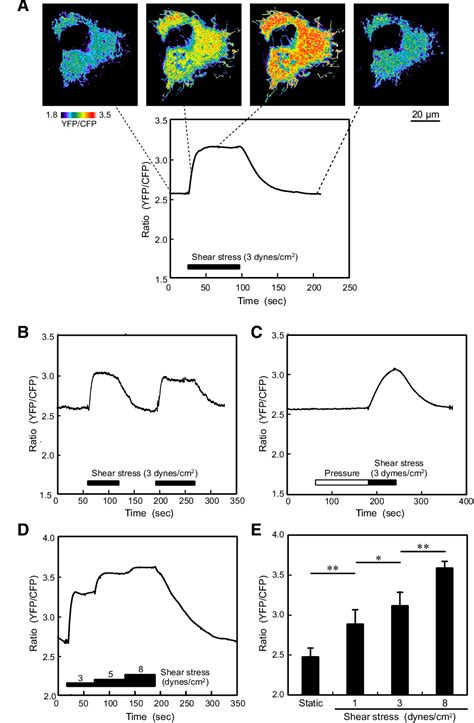 Figure 2 From Shear Stress Augments Mitochondrial ATP Generation That