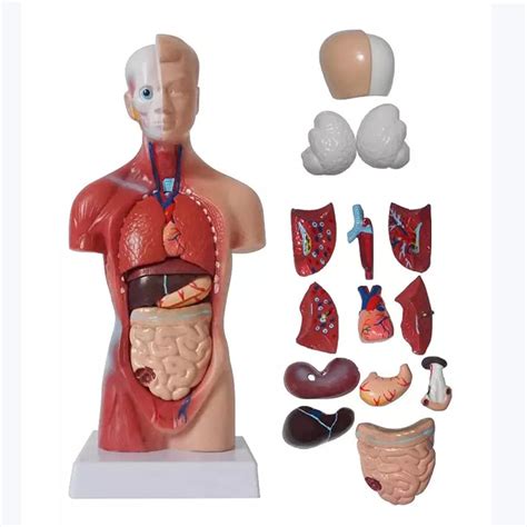 15 teiliges menschliches Torso Modell 28 cm menschliches Torso Körper