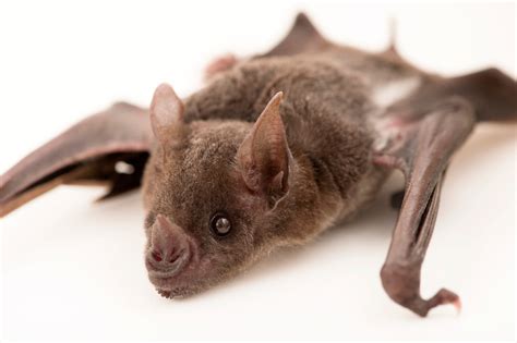 Pale Spear Nosed Bat Phyllostomus Discolor Joel Sartore