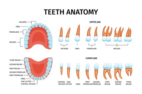 Teeth Anatomy Chart Set 25803499 Vector Art at Vecteezy