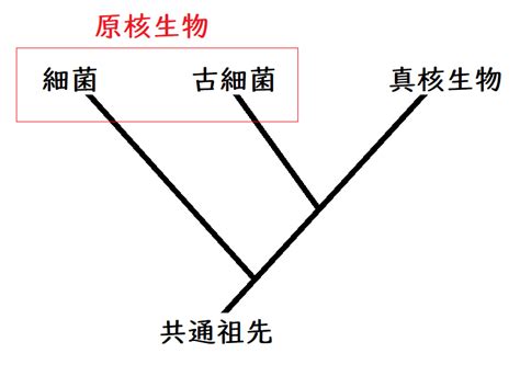 【高校生物】系統と分類「地球にはどのような生物がいるのか？」｜矢口はっぴー