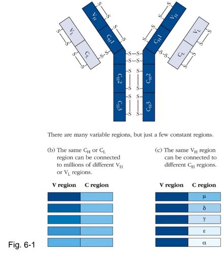 Chapter 6 The Organization And Expression Of Lymphocyte Receptor Genes