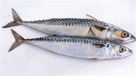 The Reason Why Sardines Are The Perfect Protein Mens Journal