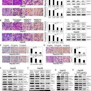 March Knockdown Inhibited Human Hcc Cell Migration And Invasion