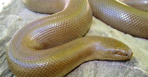 Rubber Boa Animal Facts - Charina bottae - A-Z Animals