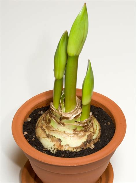 Amaryllis Offsets Propagating An Amaryllis Bulb From Amaryllis Bulblets