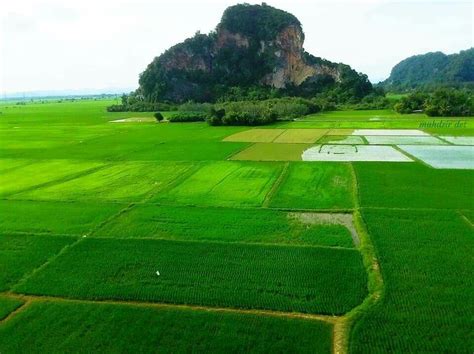 Pemandangan Di Sawah Padi Pada Waktu Senja Vaiala Beach Cottages Apia