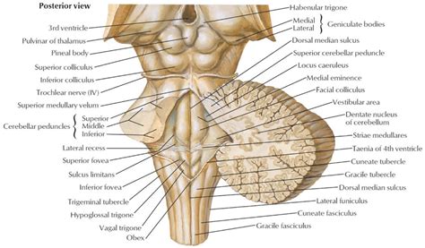 Learn about the brain stem & its anatomy and parts. Brain stem location ...