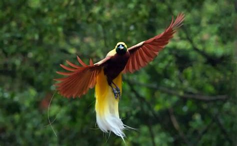 Burung Cendrawasih Ciri Ciri Jenis Habitat Dan Makanannya Jenis Net