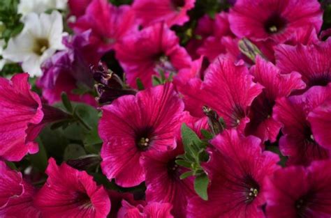 Картинки петуньи (42 фото) » Юмор, позитив и много смешных картинок