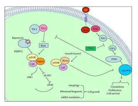 Schematic Representation Of The Pi3k Akt Mtor Pathway Substrates And