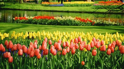 Keukenhof Gardens in Lisse - Tours and Activities | Expedia.ca