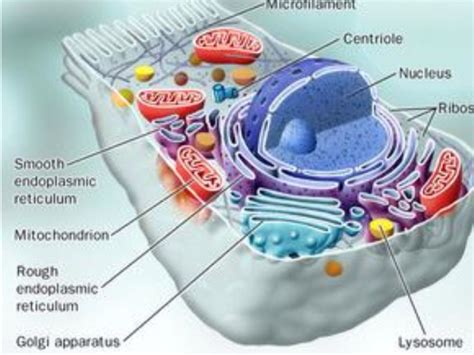 Smooth Endoplasmic Reticulum