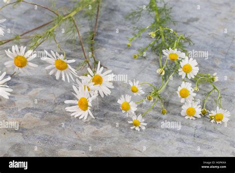 Matricaria Chamomill Fotograf As E Im Genes De Alta Resoluci N Alamy