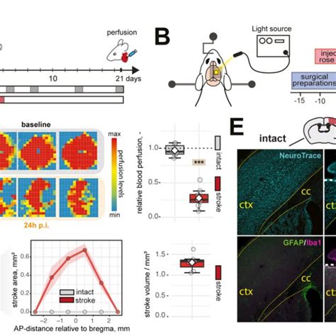 Induction Of Photothrombotic Stroke Leads To Permanent Focal Ischemia