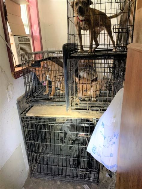 Humane Society Of Mo Rescues 26 Animals In Clinton Co