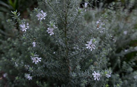 Native Rosemary Australia Zoo