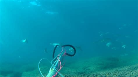 Pesca Submarina Esperas A Poca Profundidad Entradas De Bancos De Peces