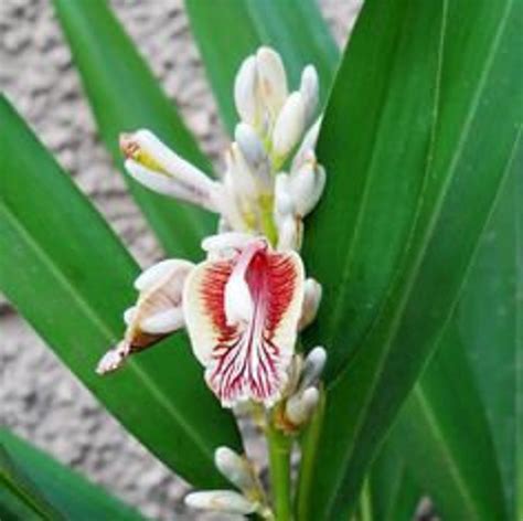 C Y C Ri Ng Organic Lesser Galangal Alpinia Officinarum Etsy