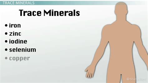 Minerals: Functions & Food Sources - Video & Lesson Transcript | Study.com