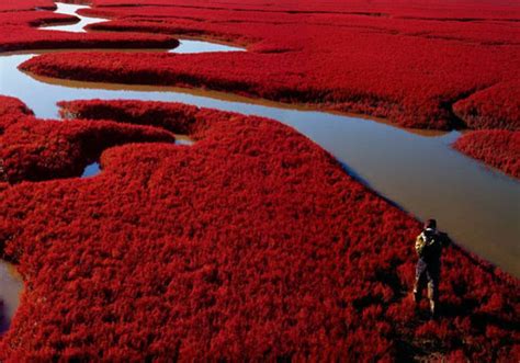 Ini Dia Pantai Di China Yang Menjadi Merah Setiap Oktober