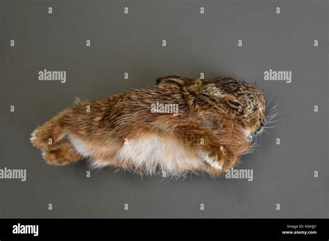 Dead Baby Wild Rabbit Stock Photo Alamy
