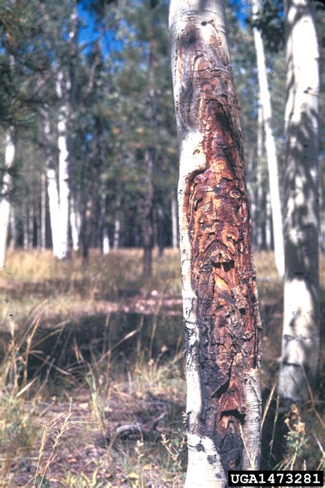 Cytospora Cankers Genus Cytospora