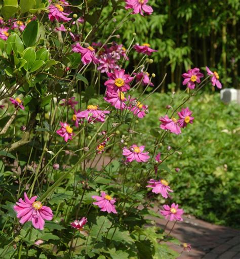 Herbstanemone Prinz Heinrich Anemone Hybrid Prinz Heinrich