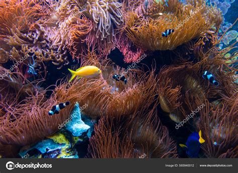 Escena Submarina Arrecife Coral Grupos Peces Aguas Cristalinas Del