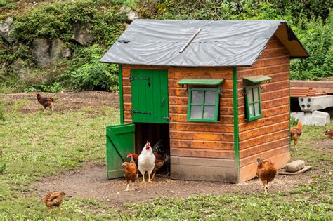 4 astuces pour éloigner les renards du poulailler et protéger ses poules