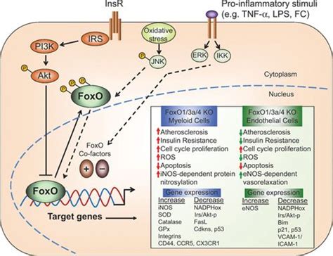 Outfoxing Myeloid Cells In Atherosclerosis With Foxos Circulation